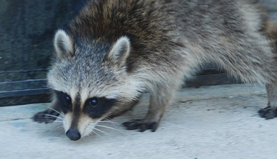 Raccoon Removal in Westville