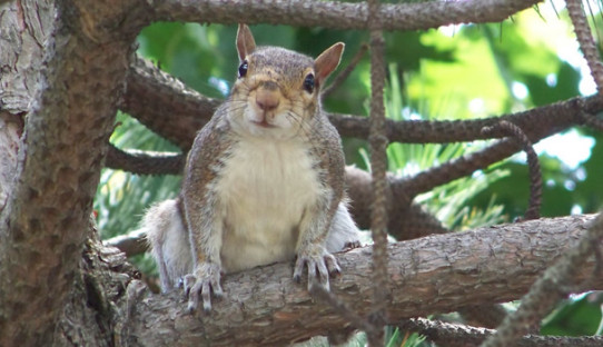 Squirrel Removal in Westville